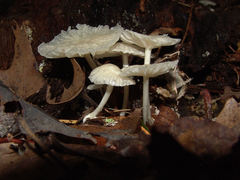 Heliomyces decolorans