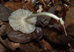 Heliomyces decolorans