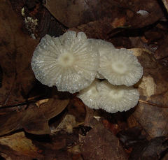 Heliomyces decolorans