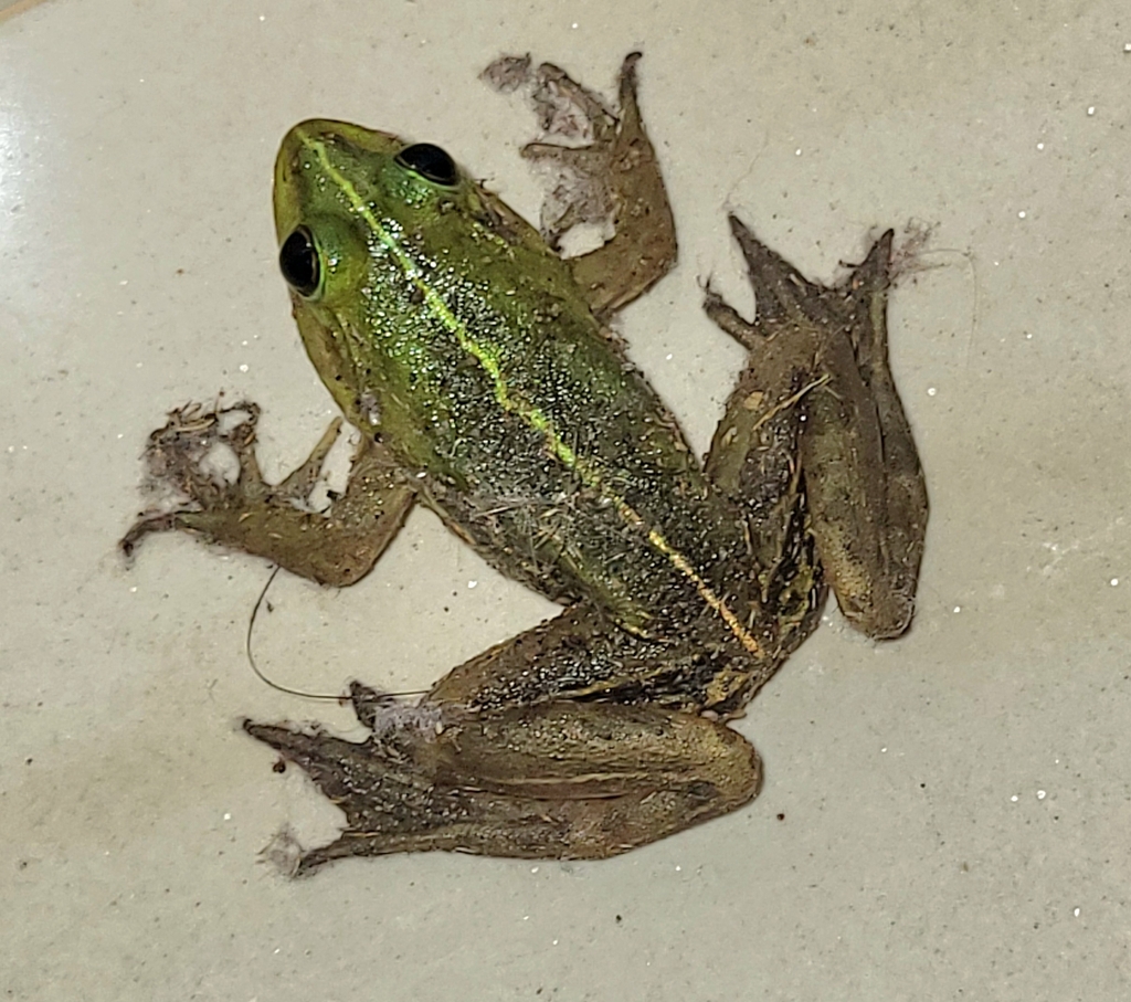 Karaavali skittering frog