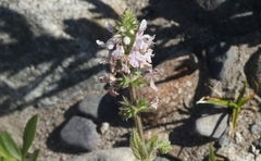 Stachys stebbinsii
