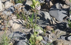 Stachys stebbinsii