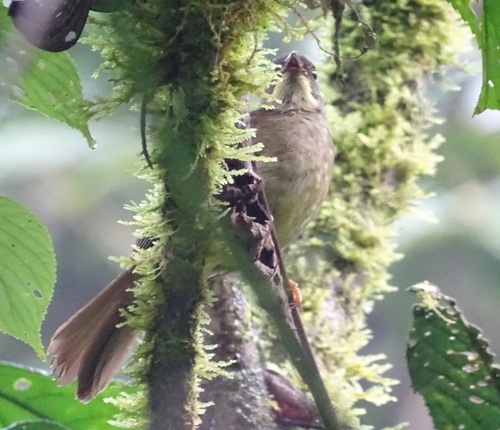 Eurillas latirostris