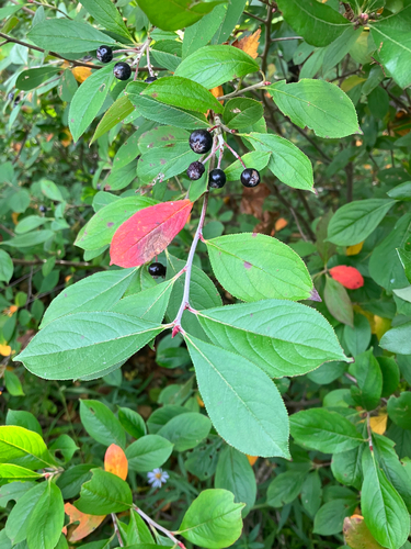 Aronia × prunifolia, photograph 2