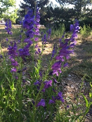 Penstemon strictus