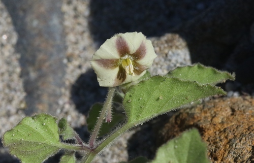 San Diego Groundcherry (Physalis greenei)
