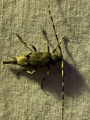 Graphisurus despectus