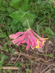 Lonicera sempervirens