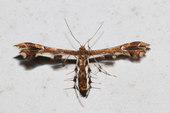 Geina periscelidactylus