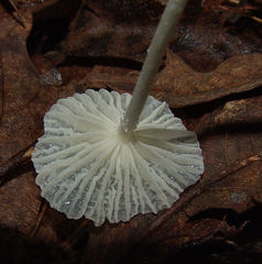 Heliomyces decolorans