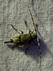 Graphisurus despectus