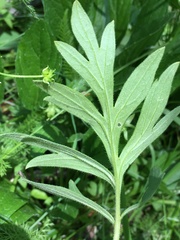 Hydrophyllum capitatum
