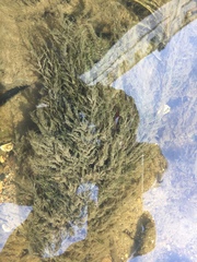 Fontinalis dalecarlica