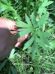 Hydrophyllum capitatum