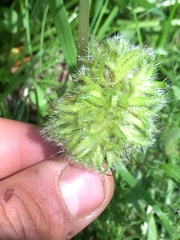 Hydrophyllum capitatum