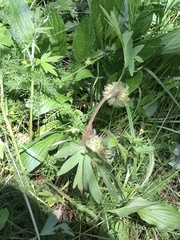 Hydrophyllum capitatum
