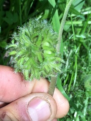 Hydrophyllum capitatum