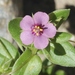 Hybrid Pimpernel - Photo (c) James Bailey, some rights reserved (CC BY-NC), uploaded by James Bailey