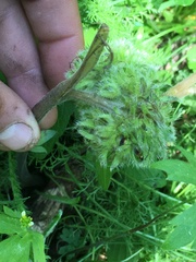 Hydrophyllum capitatum