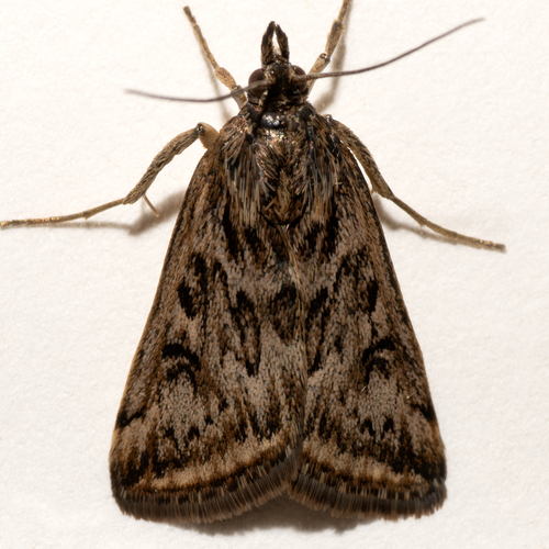 Loxostege commixtalis