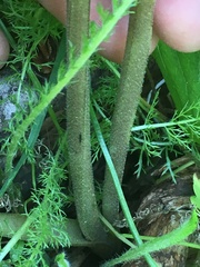 Hydrophyllum capitatum