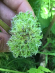 Hydrophyllum capitatum