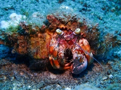 Dardanus pedunculatus