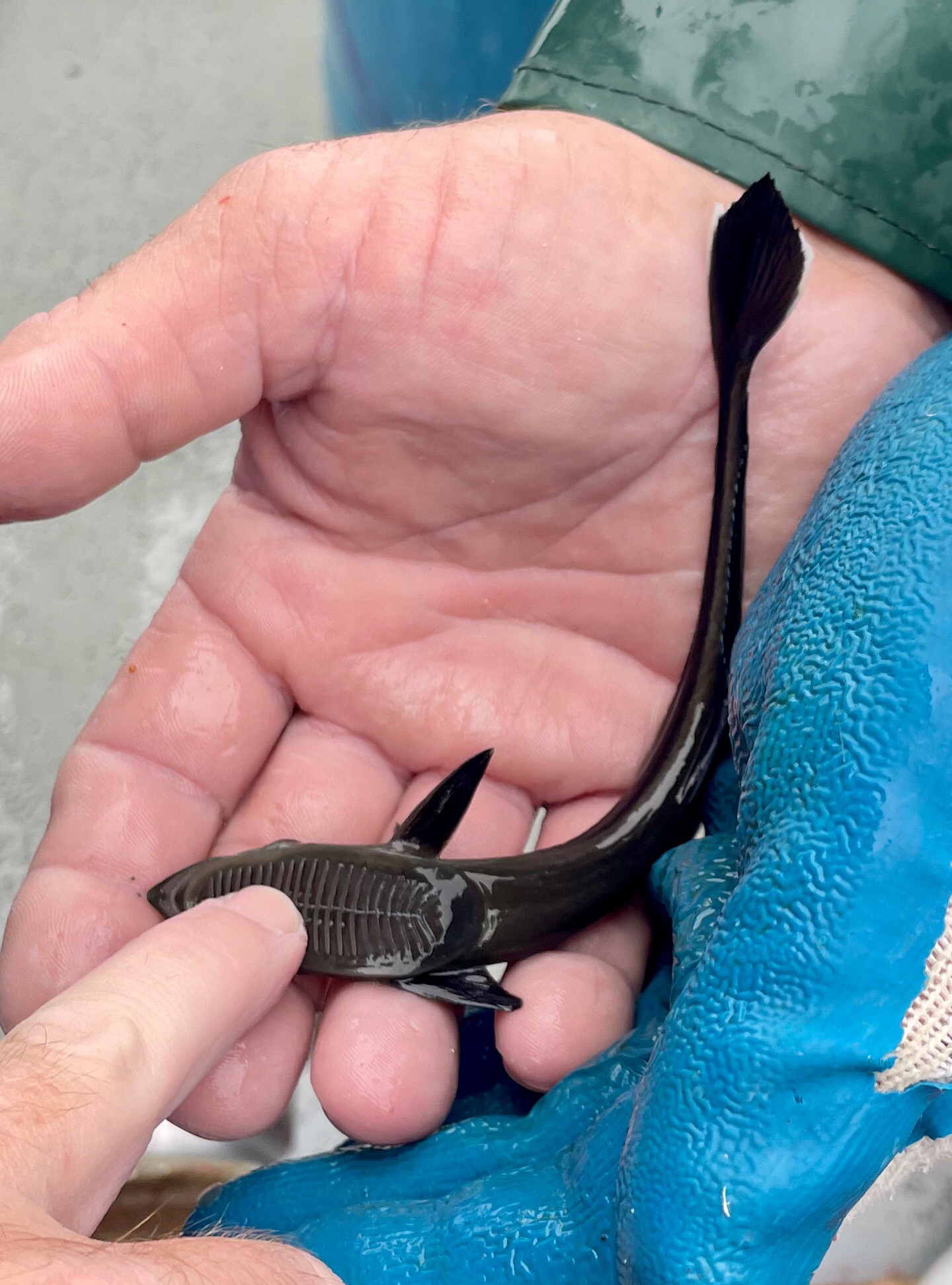 長印魚 (鮣魚) Echeneis naucrates