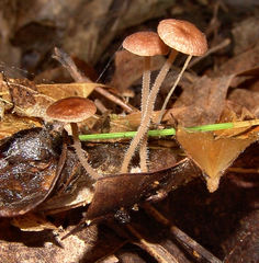 Collybiopsis biformis