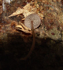 Collybiopsis biformis