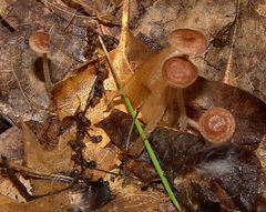 Collybiopsis biformis