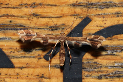 Geina periscelidactylus