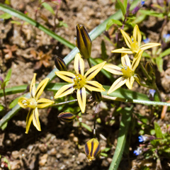 Triteleia ixioides anilina