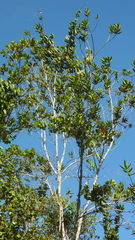 Rourea doniana