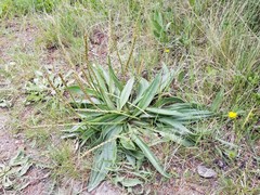 Plantago eriopoda