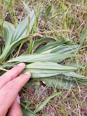 Plantago eriopoda