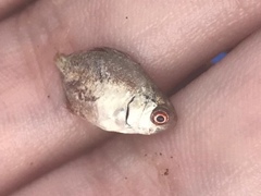 Trachinotus