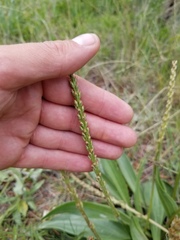 Plantago eriopoda