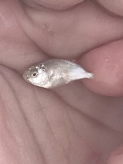 Trachinotus