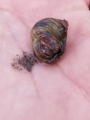 Pagurus acadianus
