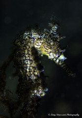 Hippocampus subelongatus