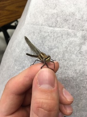 Phanogomphus spicatus