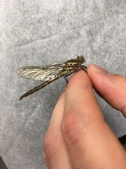 Phanogomphus spicatus