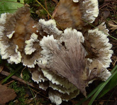 Thelephora multipartita