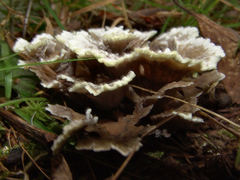 Thelephora multipartita