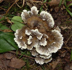 Thelephora multipartita