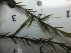 Fontinalis dalecarlica