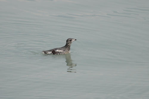 Brachyramphus brevirostris