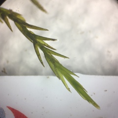 Fontinalis dalecarlica