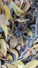 Phormictopus cancerides